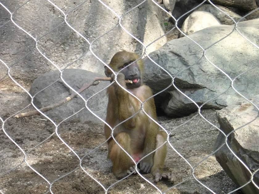 Stainless steel rope mesh enclosed naughty monkey