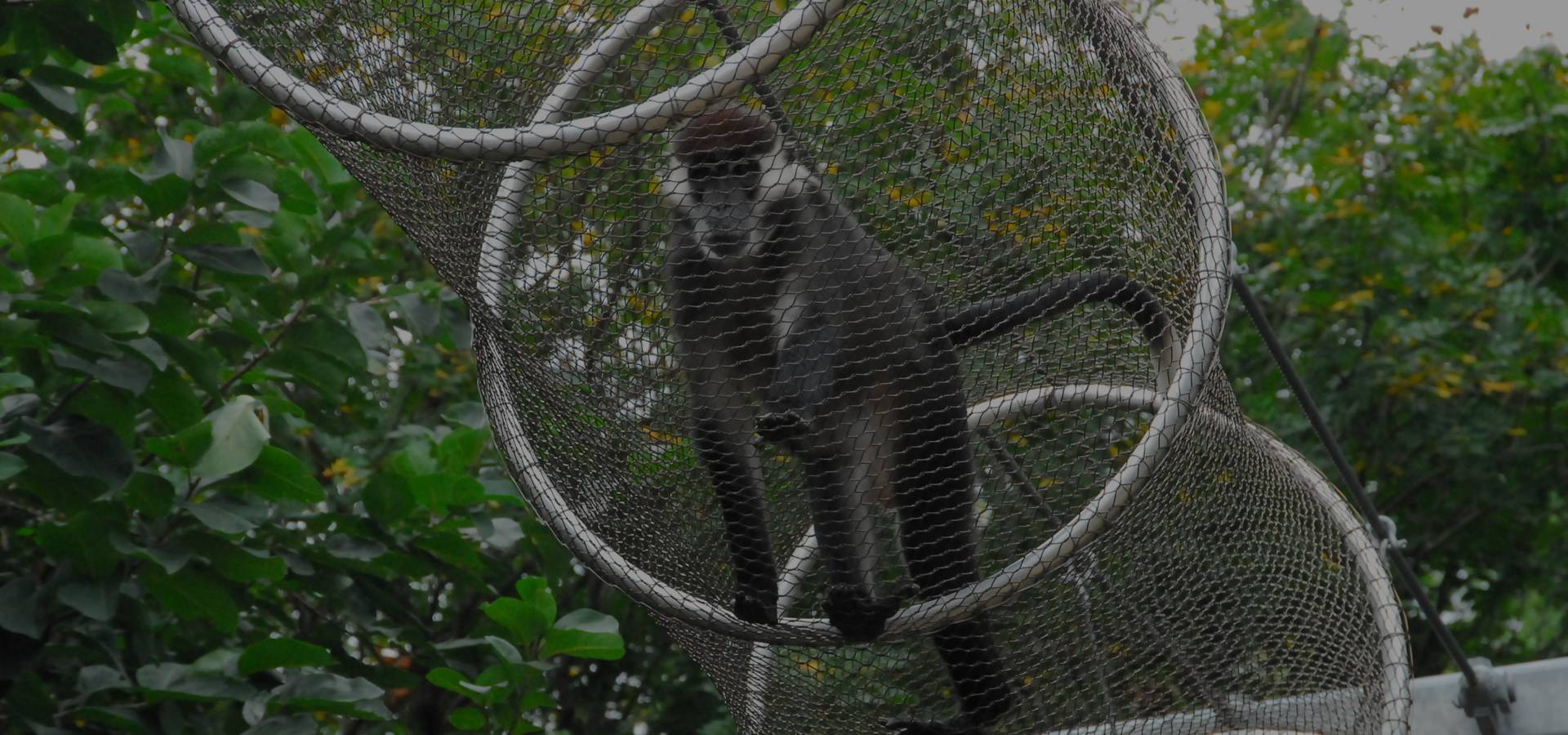 There is a monkey in rope mesh passageway.