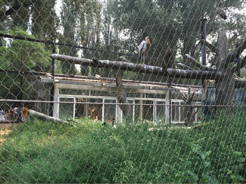 A bird is standing on a tree in rope mesh cage. Beside the cage, visitors are looking the birds.