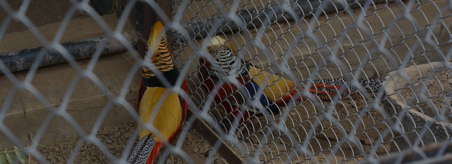 There is a chain link fence between two birds.