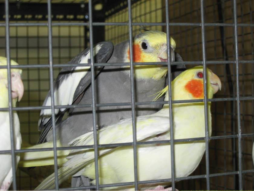 Tow cockatiels - one is gray and the other is yellow, are living in a small aviary made of welded wire mesh.