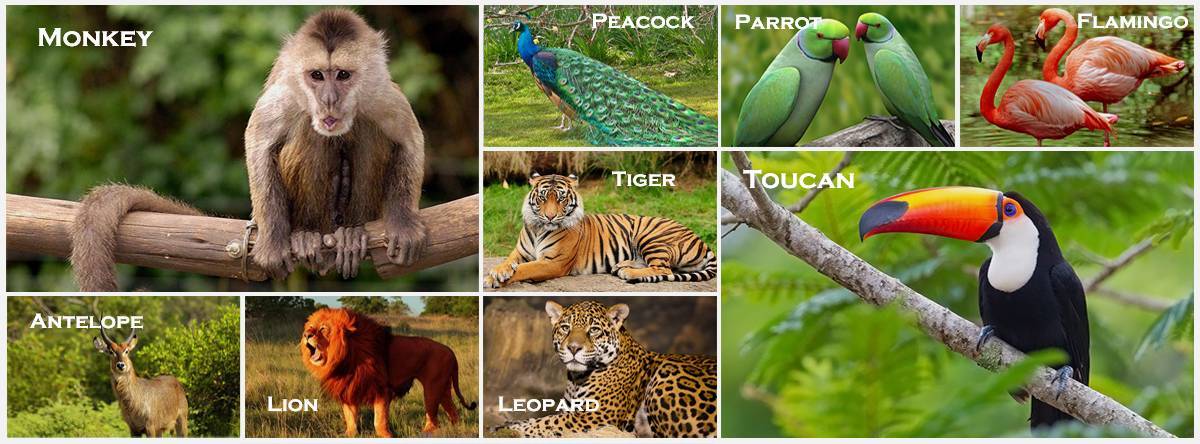 There are many kinds of animals in a picture.