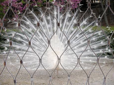 There is a peacock in ferrules rope mesh fencing.