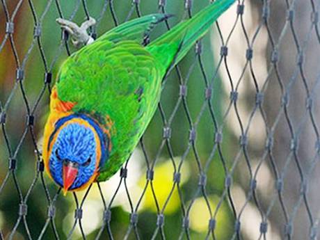 There is a bird on the ferrules rope mesh fencing.