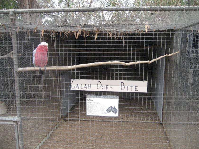 Aviary mesh for Galah is a kind of galvanized wire mesh with 1 × 1 inch aperture.