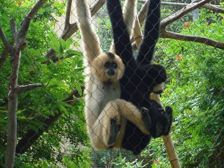 Il y a deux gibbons sur la clôture de maille de corde.