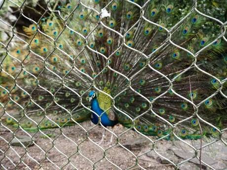 Chicken Wire Mesh – Cheapest Zoo Mesh for Peacock and Other Birds