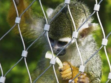 There is ferrules monkey enclosure mesh fence with a monkey on it.