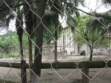 There is an ostrich enclosure rope mesh.