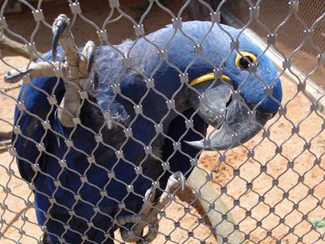 There is a ferrules type rope mesh fencing  with a parrot on it.