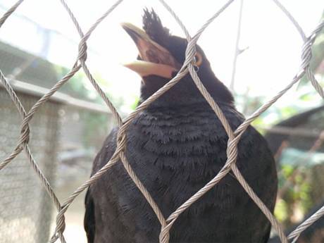 There is a parrot with interwoven rope mesh around it.