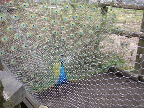 A peacock is spreading its tails inside chicken wire mesh enclosure.
