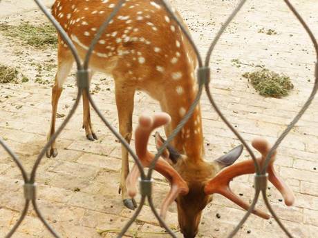 Il y a un treillis métallique avec des ferrules autour d&#39;un cerf.