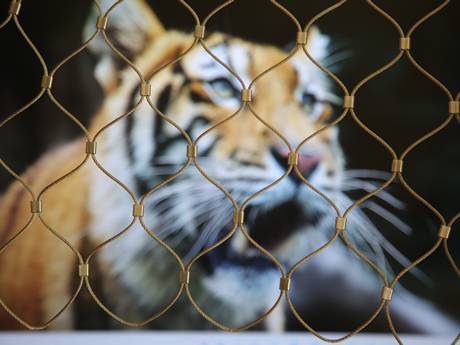 A tiger in stainless steel rope mesh enclosure in the zoo.