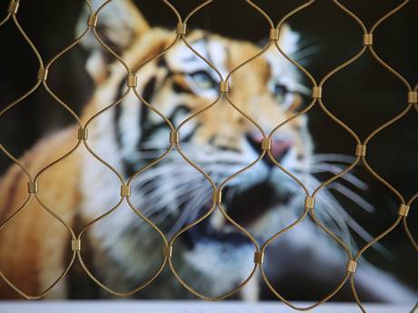 動物園裡的一隻不銹鋼繩網圍欄裡的老虎。