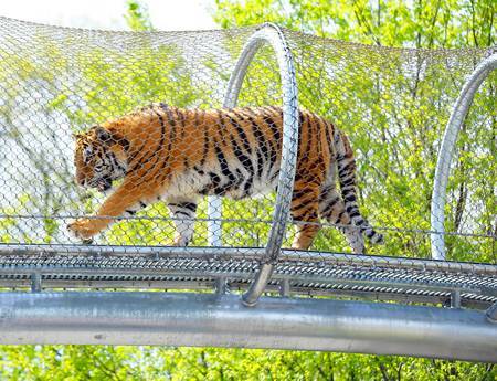 There is a passageway made of interwoven rope mesh with a tiger in it.