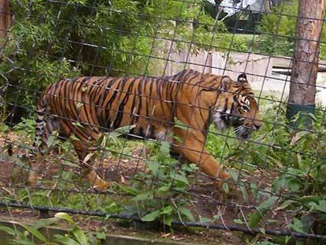 A Sumatran tiger living in London zoo