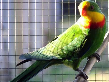 Superb parrot living in a welded wire mesh enclosure, safe and comfortable.