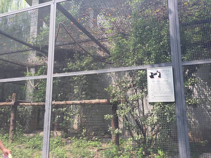 A square hole welded aviary mesh with black painting is used as aviary house. In aviary house, green plants are inside.